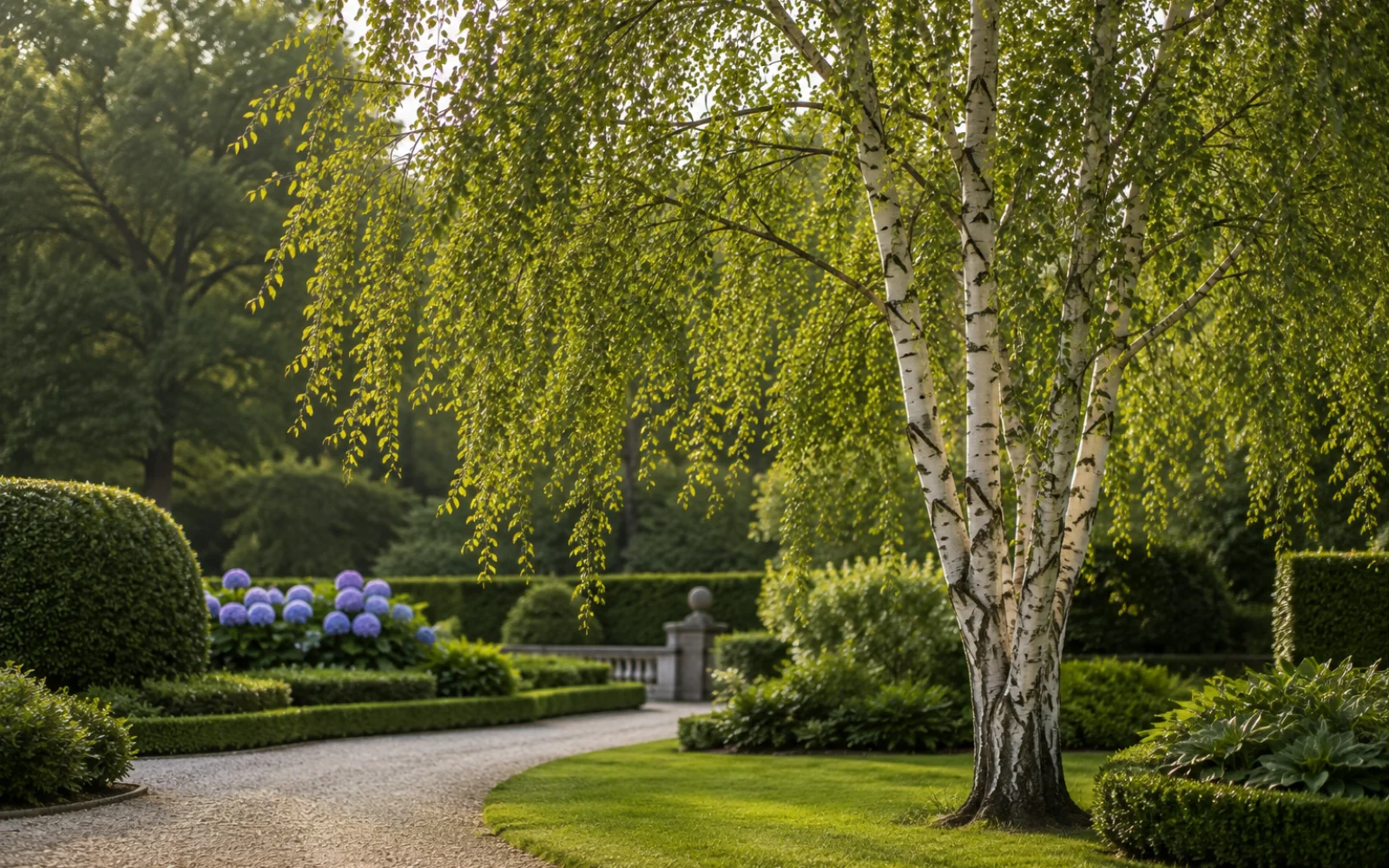 Hänge-Birke mit heller Rinde und anmutigen Ästen über einem Gartenweg.