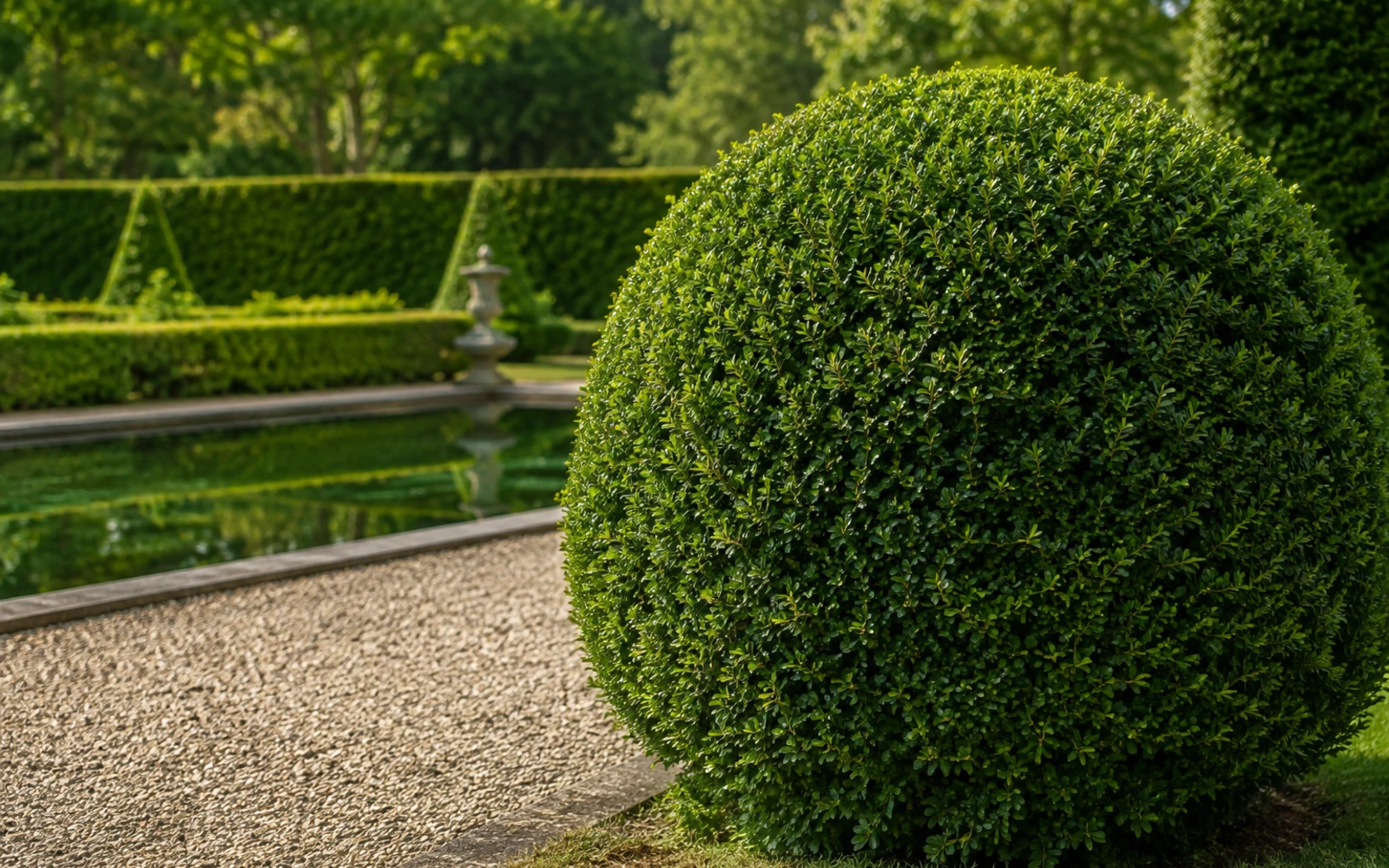 Großer kugelförmiger Gewöhnlicher Buchsbaum neben einem Spiegelbecken in einem formalen Garten.