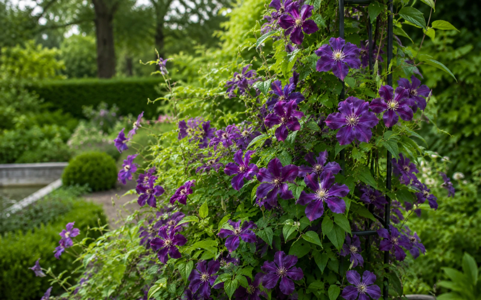 Italienische Waldrebe mit zahlreichen violetten Blüten an einem dunklen Gartenspalier.