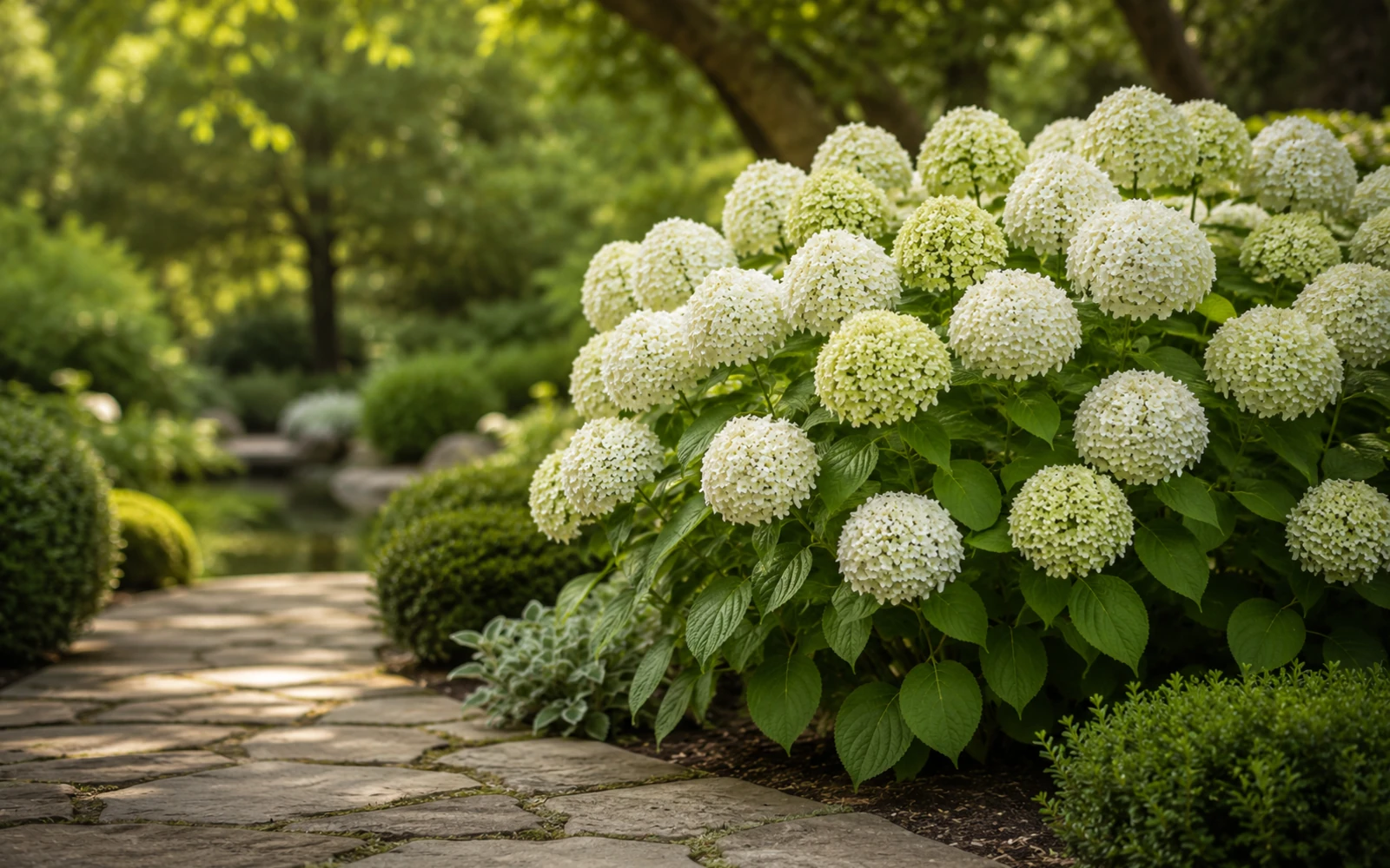 Eine breite Pflanzung der Hortensie 'Annabelle' mit weißen Blütenkugeln an einem schattigen Gartenweg.