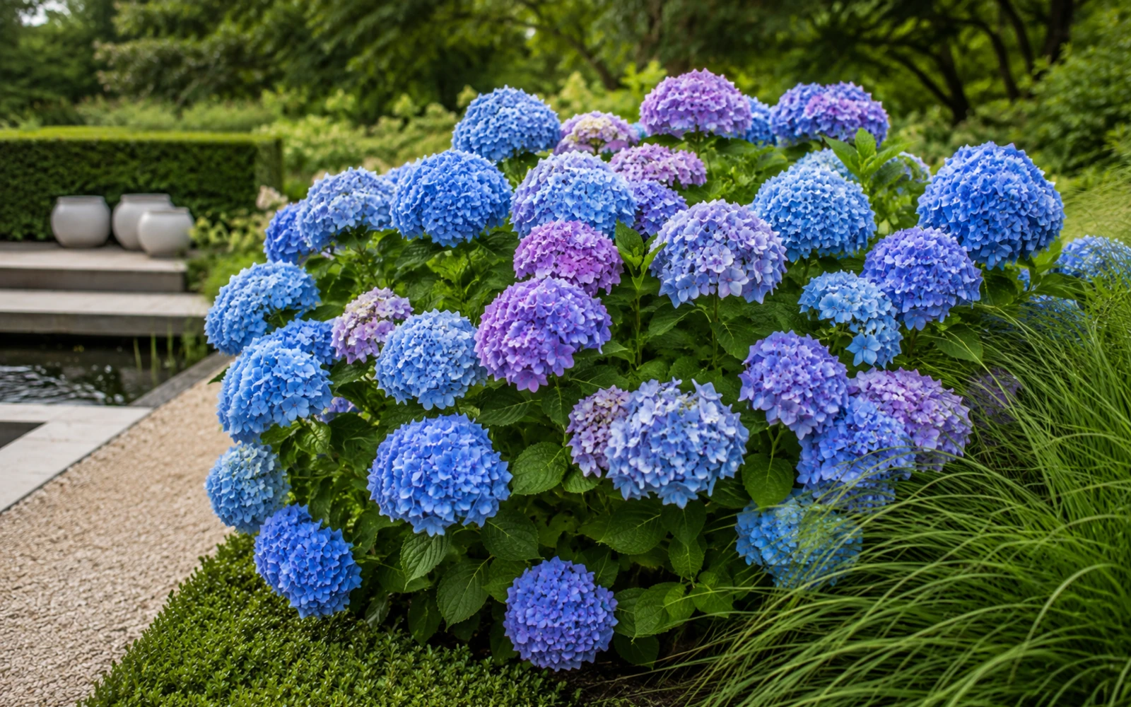 Blau und violett blühende Gartenhortensie neben einem Kiesweg.