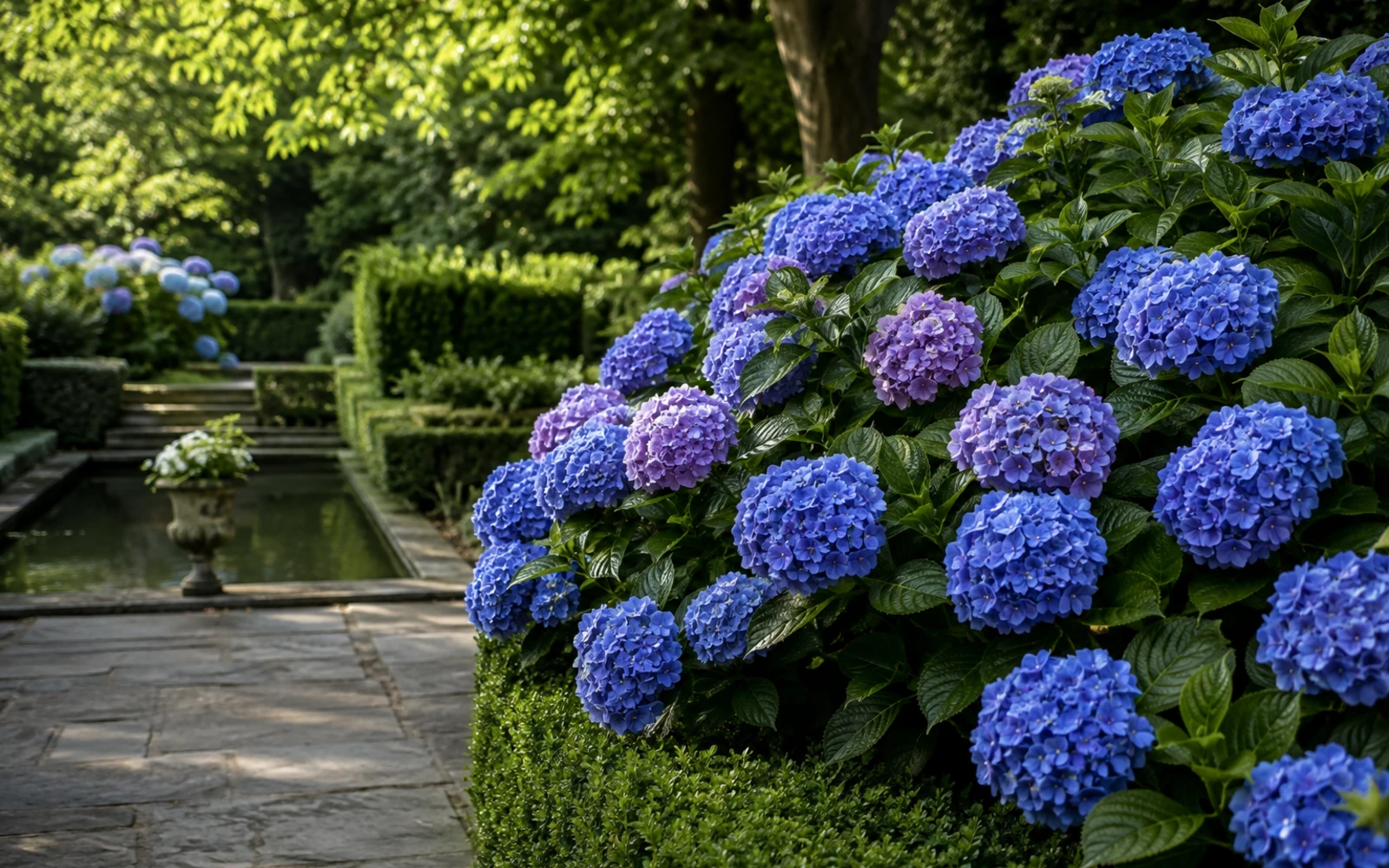 Hortensia de hoja grande azul floreciendo junto a un largo estanque en un jardín formal.