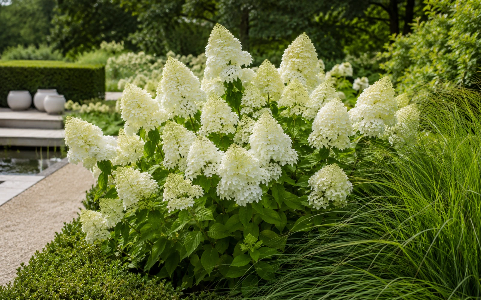 Weiße Rispenhortensie in Blüte neben einem Kiesweg und einem Spiegelbecken.