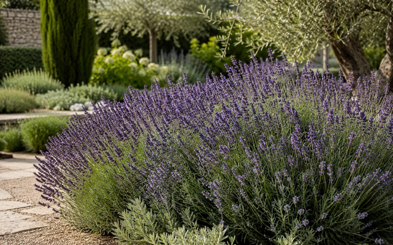 Echter Lavendel in einem runden Horst neben einem sonnigen Steinweg.