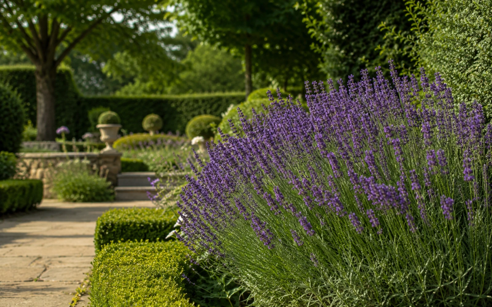 Lavande vraie en fleurs le long d’une large allée dans un jardin formel.