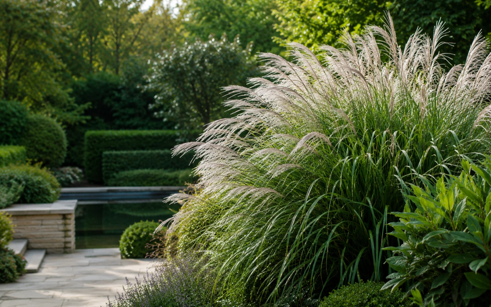 Miscanthus chino con penachos claros junto a una terraza de piedra y un estanque reflectante.