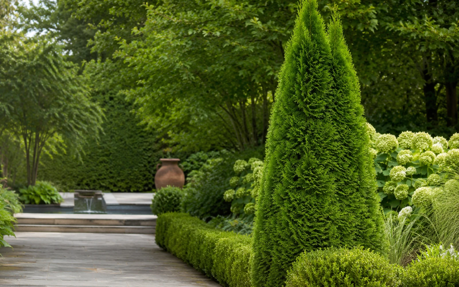 Hoher Smaragd-Lebensbaum neben einem gepflasterten Weg in einem grünen Garten.